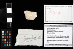 Foto (Objekt + Etikett) von Goniodromites sp.  (NHMW-GEO-2014-0194-0268)